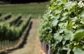 Vineyard in summer when the vines are in bloom