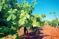 Vineyard in sunny day