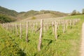 Vineyard on sunny day in early spring in western Slvenia euope Royalty Free Stock Photo