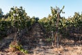 Vineyard on a sunny day