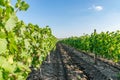 Vineyard on a sunny summer day with a blue sky in Moldova. Copy space Royalty Free Stock Photo