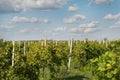 Vineyard Sunny summer day Royalty Free Stock Photo