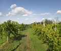 Vineyard Sunny summer day Royalty Free Stock Photo