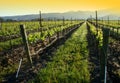 Vineyard sunrise Royalty Free Stock Photo