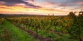 Vineyard at sunrise, autumn landscape Royalty Free Stock Photo