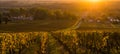 Vineyard Sunrise in Bordeaux Vineyard, Gironde Royalty Free Stock Photo