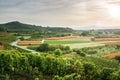 vineyard sunrise at Ihringen Kaiserstuhl Germany Royalty Free Stock Photo