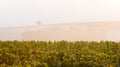 Vineyard with Sunrise at Villers-Marmery Royalty Free Stock Photo