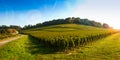 Vineyard Sunrise-Vineyards of Saint Emilion Royalty Free Stock Photo