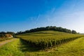 Vineyard Sunrise-Vineyards of Saint Emilion Royalty Free Stock Photo