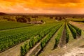 Vineyard Sunrise-Vineyards of Saint Emilion, Bordeaux Vineyards Royalty Free Stock Photo