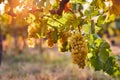 Vineyard at sunrise, yellow grapes on grapevine Royalty Free Stock Photo