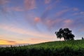 Vineyard at sunset Royalty Free Stock Photo