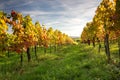 Vineyard sunset Royalty Free Stock Photo