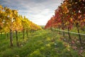 Vineyard sunset