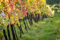 Vineyard sunset Royalty Free Stock Photo