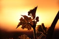 Vineyard in the sunset Royalty Free Stock Photo