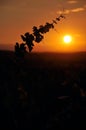 Vineyard in the sunset Royalty Free Stock Photo