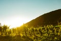 Vineyard at sunset in italian wine hills of valdobbiadene Royalty Free Stock Photo