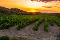 Vineyard at sunset, La Rioja, Spain Royalty Free Stock Photo