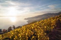 Vineyard and sunset Royalty Free Stock Photo