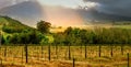 Vineyard at sunset in Stellenbosch