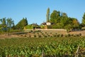 Vineyard in the sunset sunshine in France Royalty Free Stock Photo