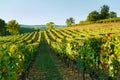 Vineyard in the sunset sunshine in France