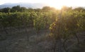 Vineyard at sunset. Vine on rural landscape. Vinery farm in summer evening. Organic and vegetarian food. Agriculture or