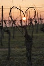Vineyard and Sunset In Winter,Bordeaux Vineyard, France, Royalty Free Stock Photo