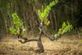 Vineyard surrounded by dry grass under the sunlight with a blurry background Royalty Free Stock Photo