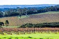 Vineyard surrounded by eucalyptus trees.
