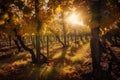vineyard surrounded by golden sun rays shining through the autumn leaves