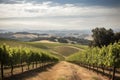 vineyard surrounded by rolling hills in the distance