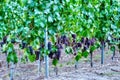 A vineyard in Switzerland