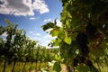 Vineyard symbolizing winemaking and rural nature Royalty Free Stock Photo