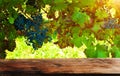 Vineyard tabletop design. Autumn design with vineyard and empty old wooden table. Autumn grapes harvest. Concept Wine background Royalty Free Stock Photo