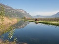 Vineyard and taraxacum Royalty Free Stock Photo