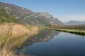 Vineyard and taraxacum Royalty Free Stock Photo