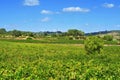 Vineyard in Tarragona, Catalonia, Spain Royalty Free Stock Photo