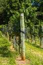 Vineyard Trellis and Grape Vine Royalty Free Stock Photo