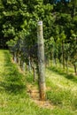 Vineyard Trellis and Grape Vine Royalty Free Stock Photo