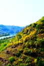 Vineyard terraces and abandoned vineyards above, both in autumn colors Royalty Free Stock Photo