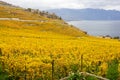 Vineyard terraces in golden autumn color, Lake Leman, Switzerland Royalty Free Stock Photo