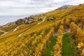 Vineyard terraces in golden autumn color, Lake Leman, Switzerland Royalty Free Stock Photo