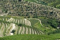 Vineyard terraces and olive trees in the Douro region