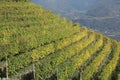 Vineyard terraces in South Tyrol