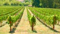 Vineyard in Thessaly on summer sunny day Royalty Free Stock Photo