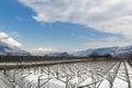 Vineyard in Tyrol in winter