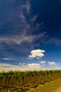 Vineyard to Spring, Apulia, Italy